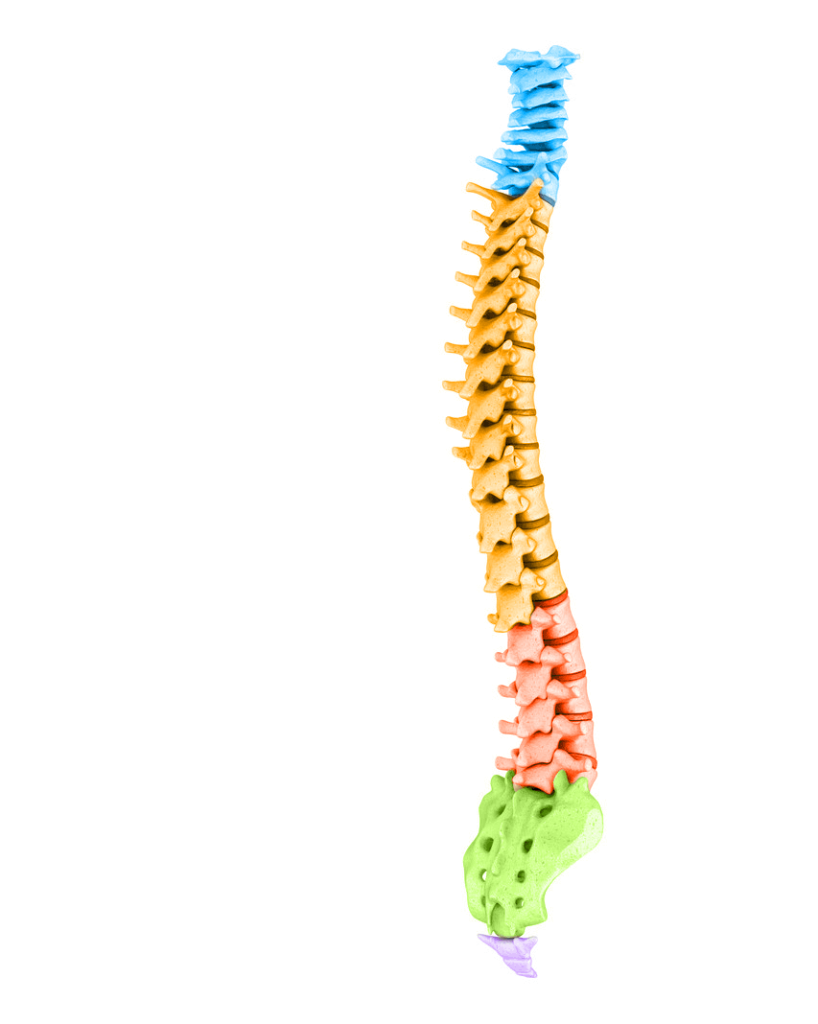 full spinal model
