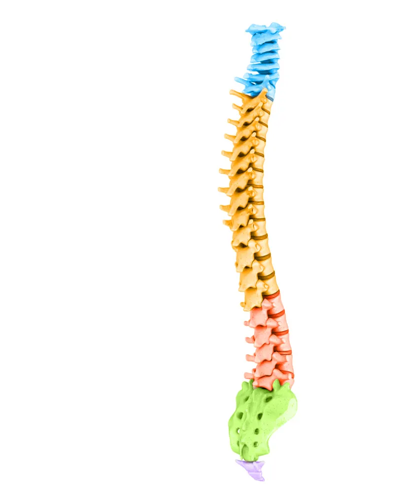 full spinal model